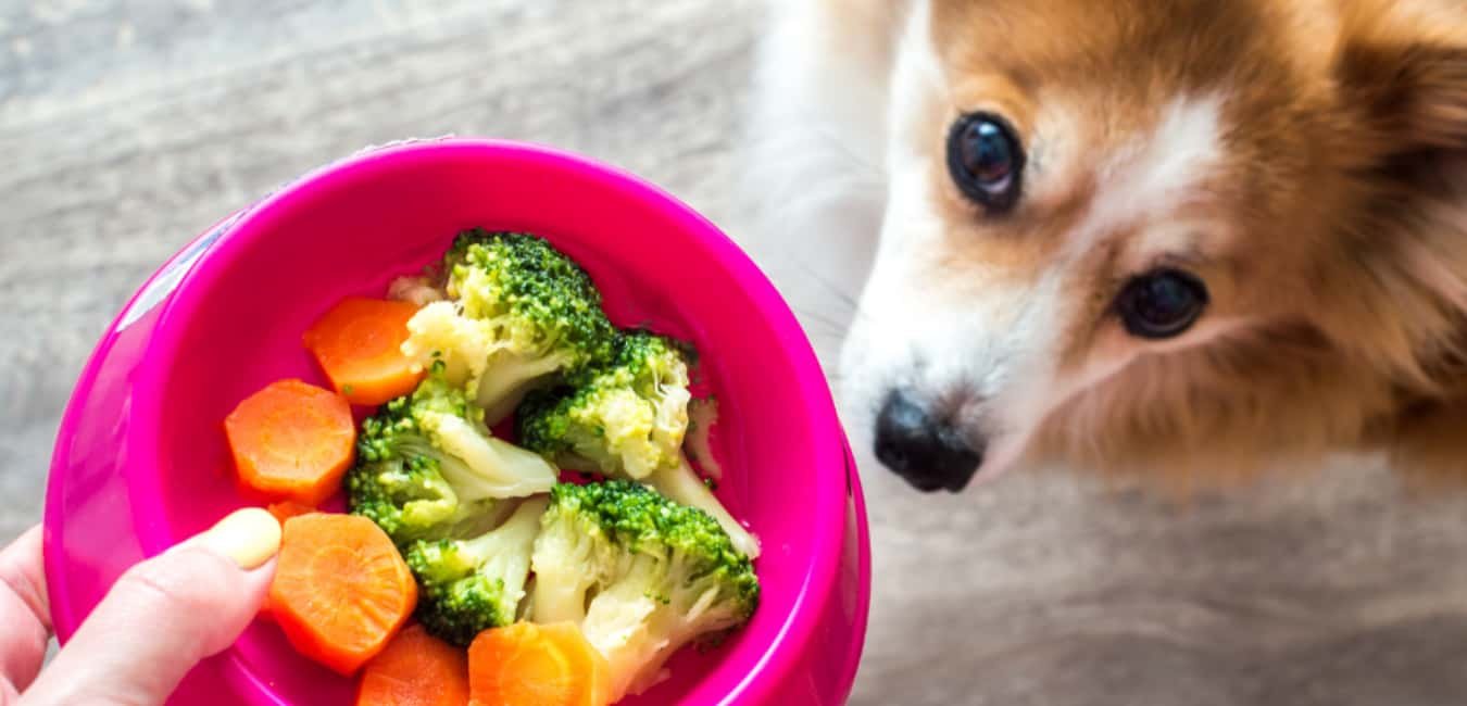 What Human Food Can Dogs Eat