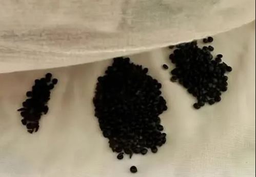I Found Mysterious Black Seeds Hidden Under My Mattress – The Scary Discovery That Became the Sweetest Surprise